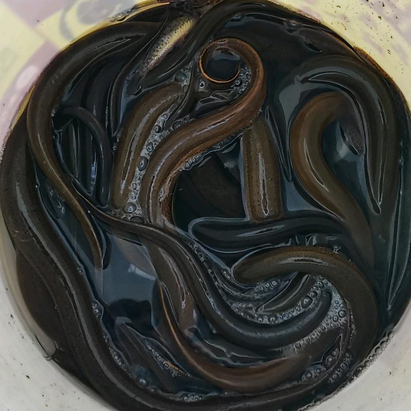 户外老菜鸡🐍🐇🦂🐝