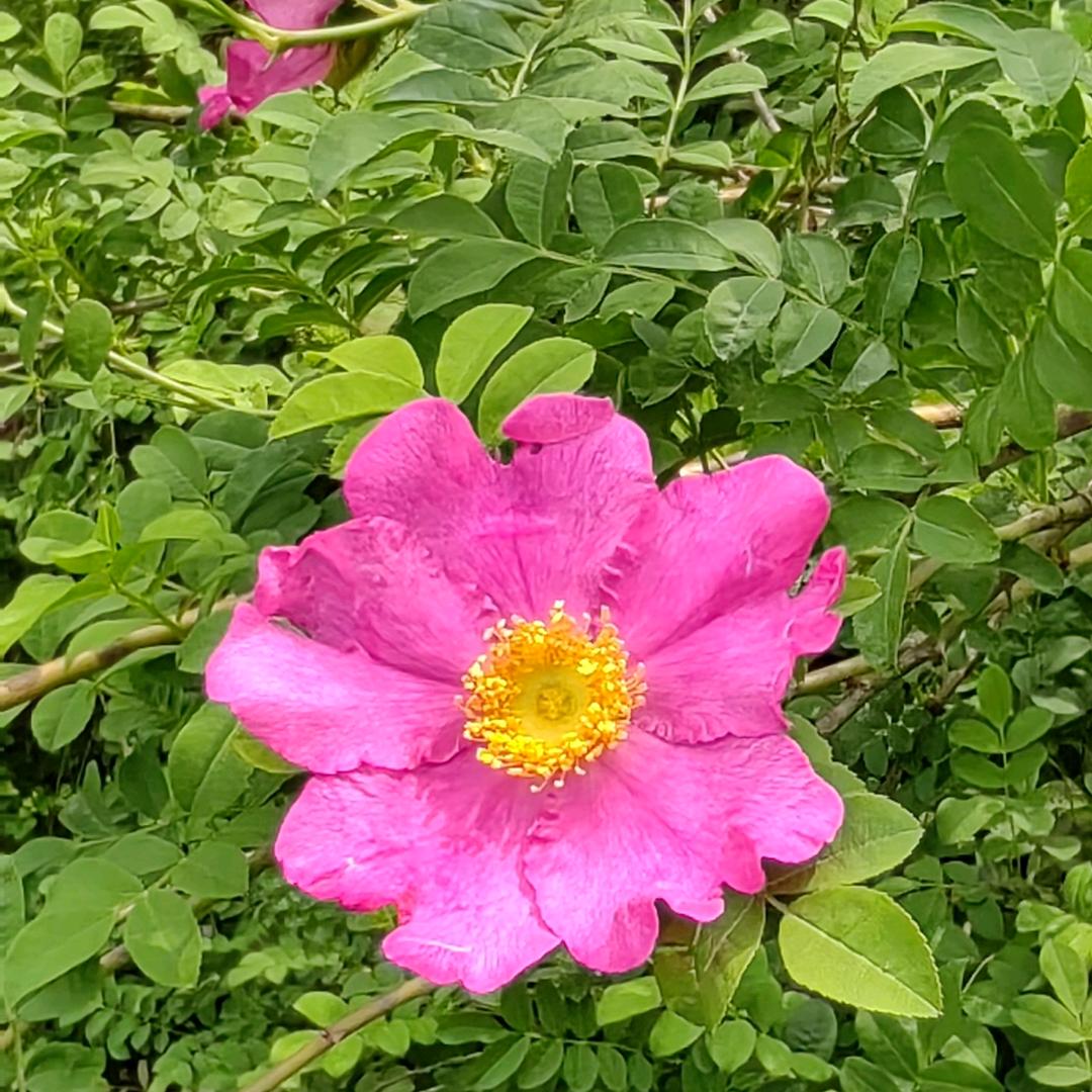 谢二哥