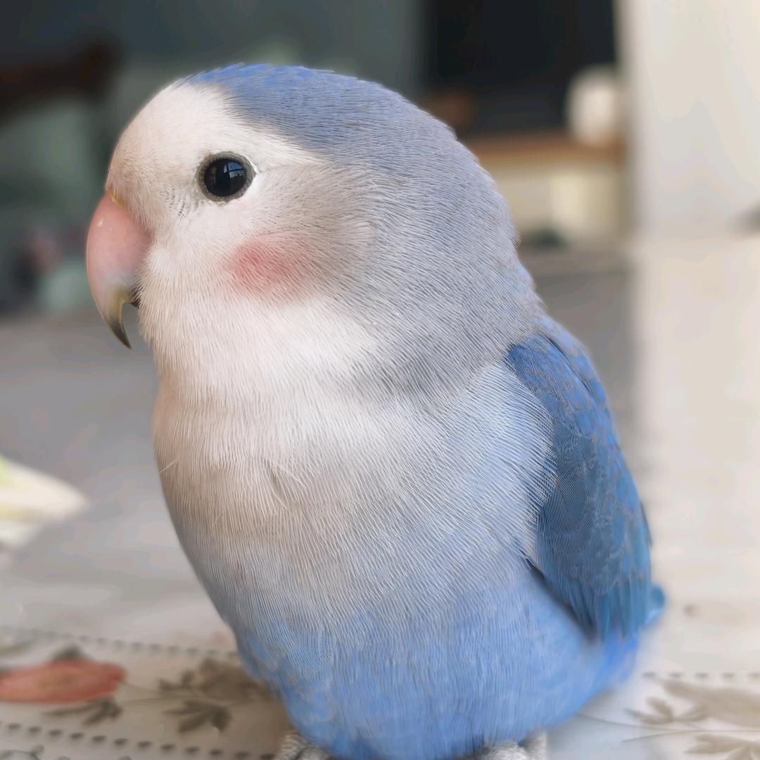 葡萄汤圆哈密瓜