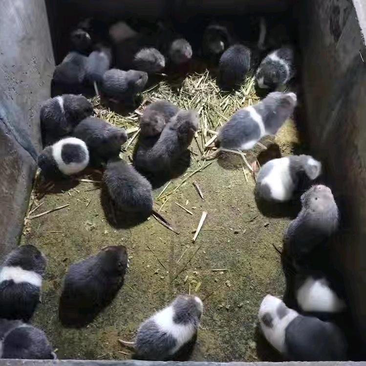 桂林老何竹鼠豪猪特种养殖