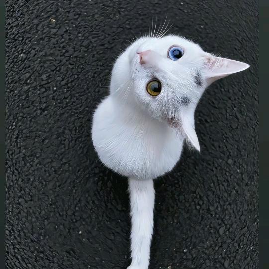 盼盼公主打王者