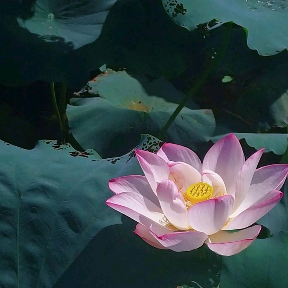 ❤️花开富贵❤️