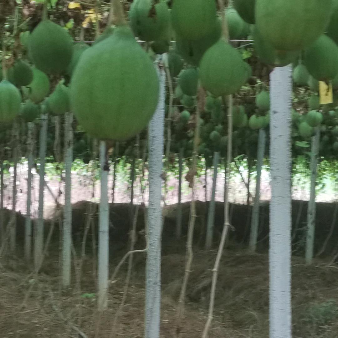 卖瓜蒌籽的小谢