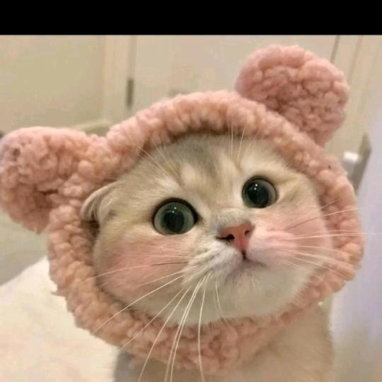 🌈风追烟雨花🌸《橱窗有好物》