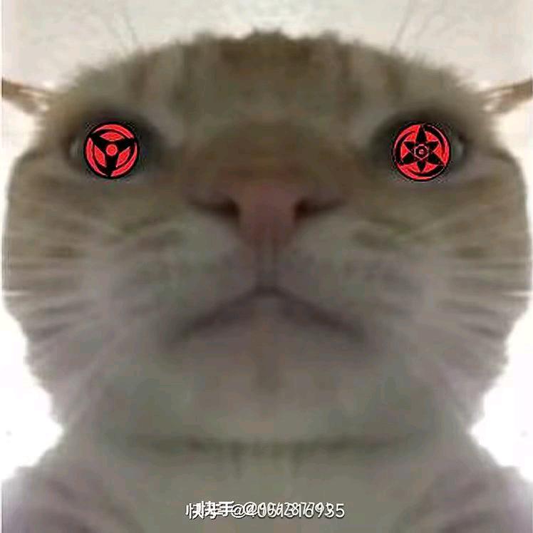 阿玛特拉斯小猫
