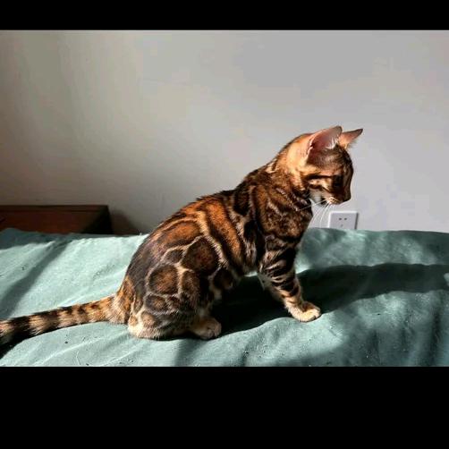 江西省乐平市黄缘龟养殖场，宠物猫舍