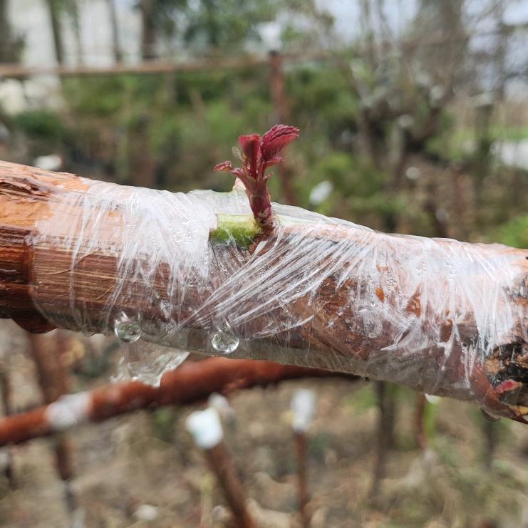 哈阁砸盆景园