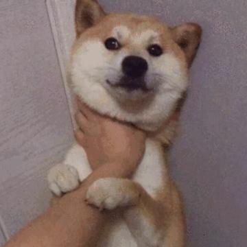 🌈赤兔（风止何安）🌈