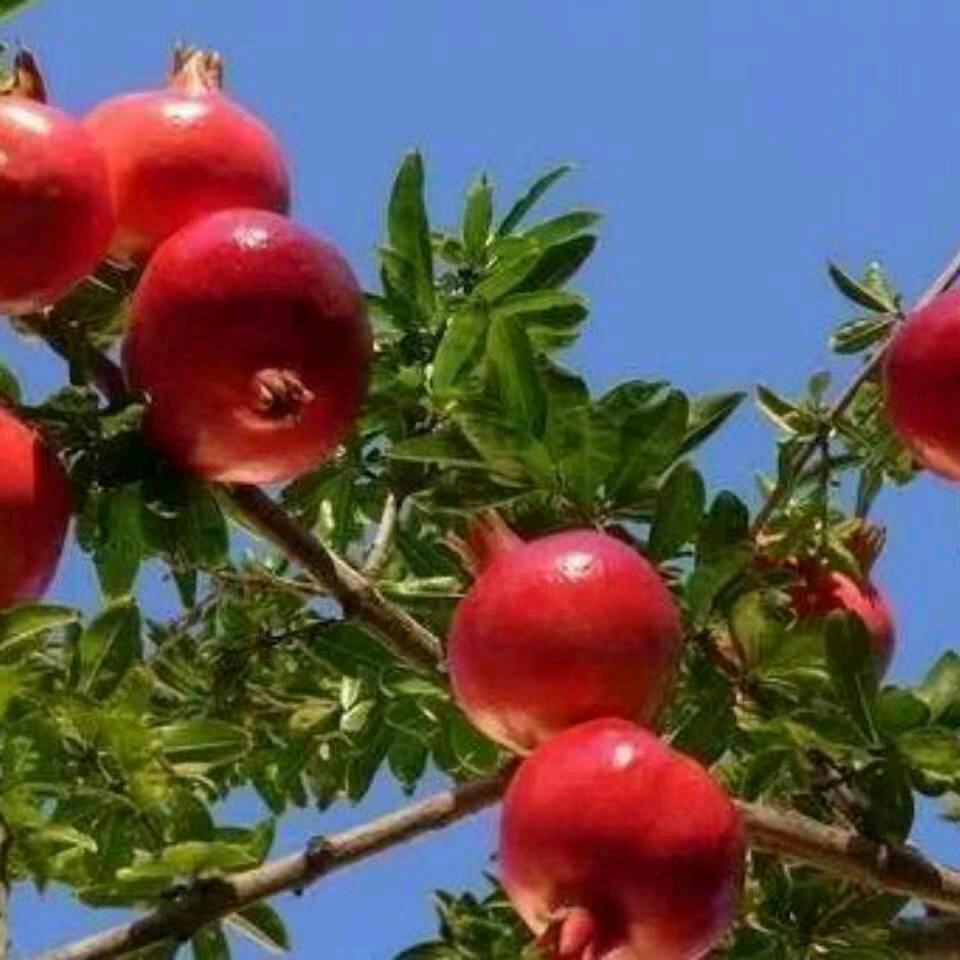 春天的暖阳