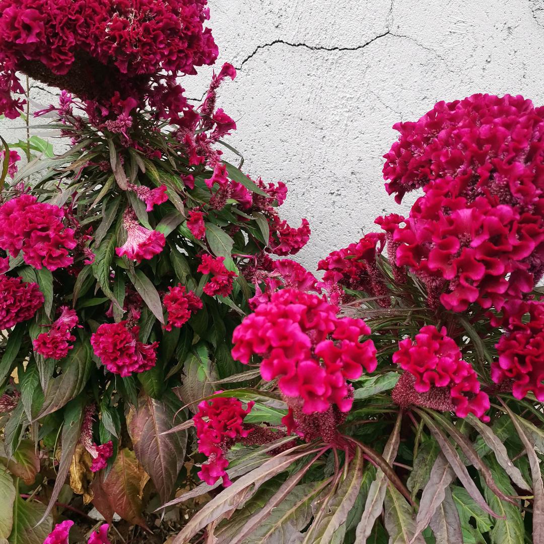 水仙花🌺
