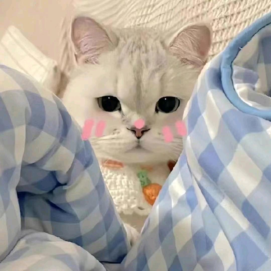 小新.