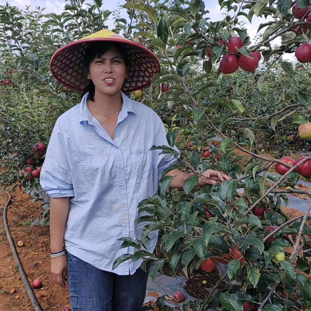 曲靖新农人燕子