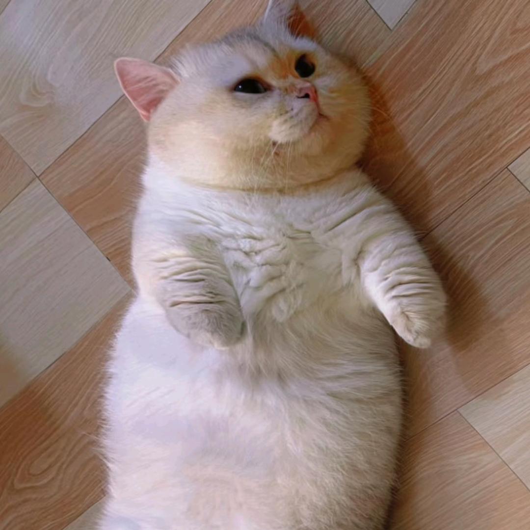 绒毛卷（主页拿食谱）