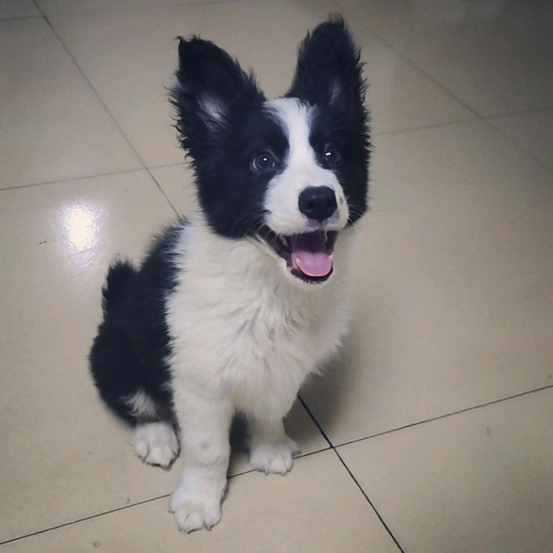 边牧可乐