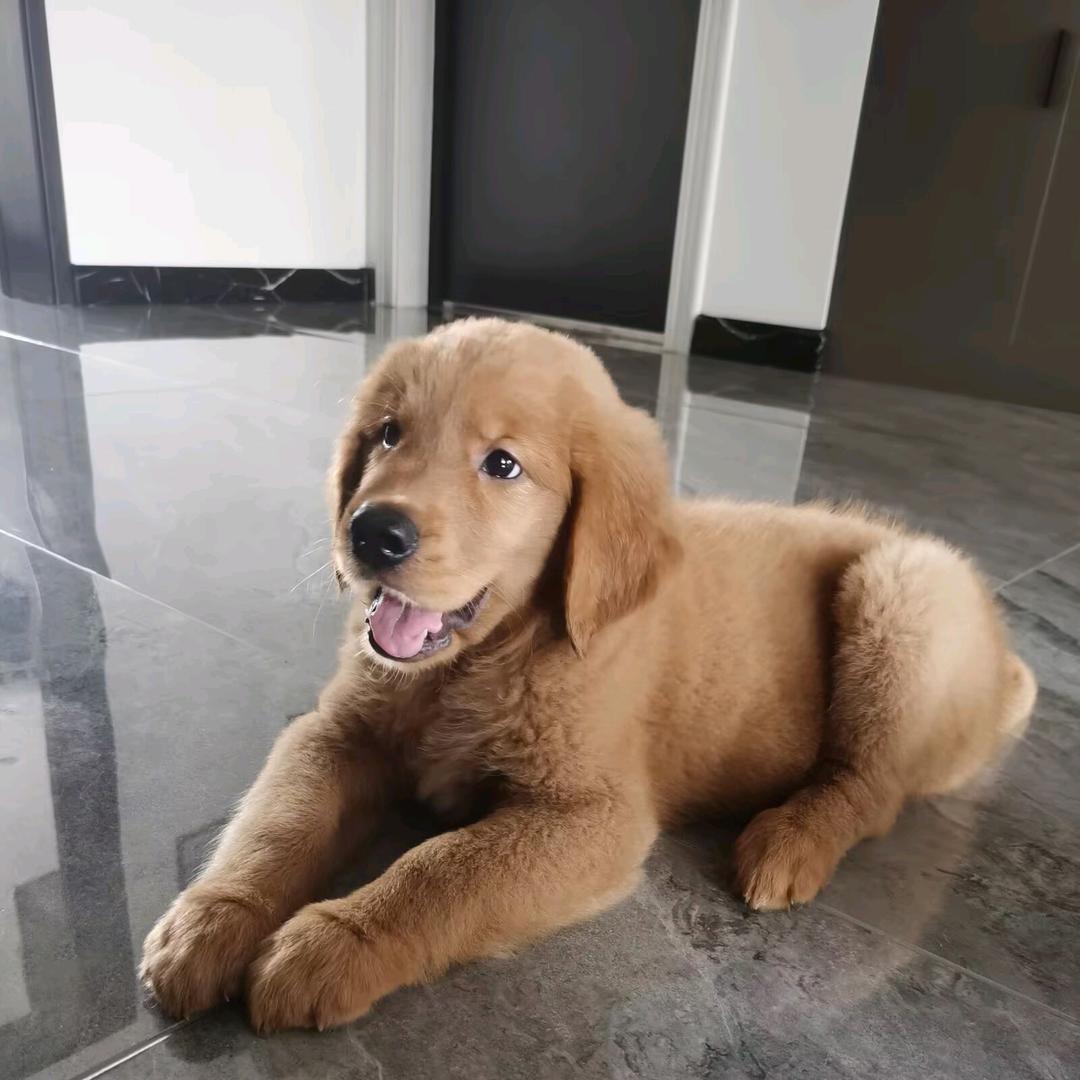 妞妞的妞儿