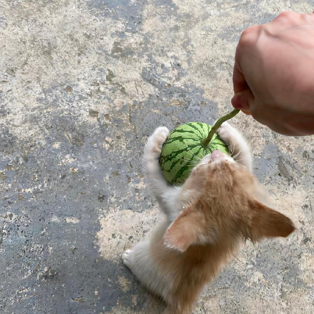 小芹不吃芹菜