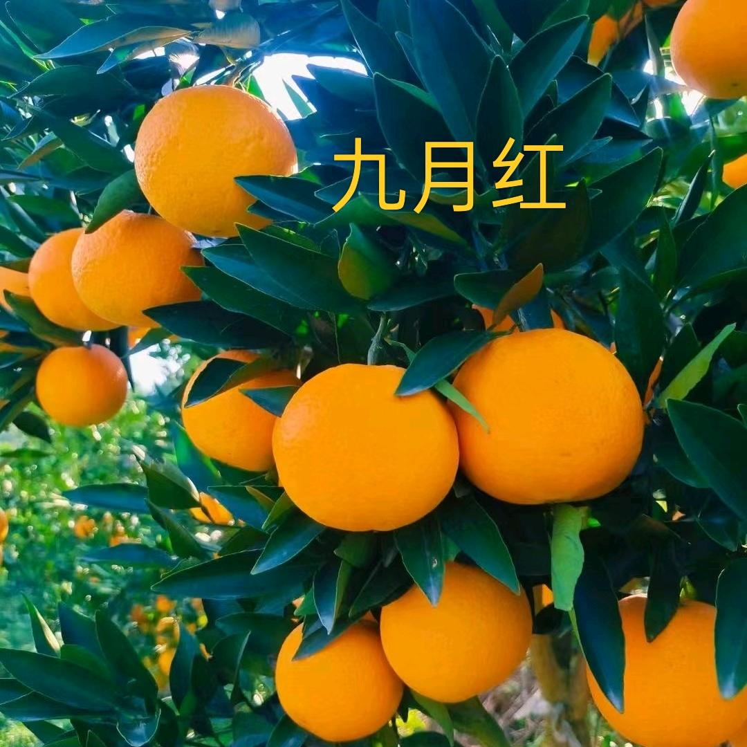 大器晚橙
