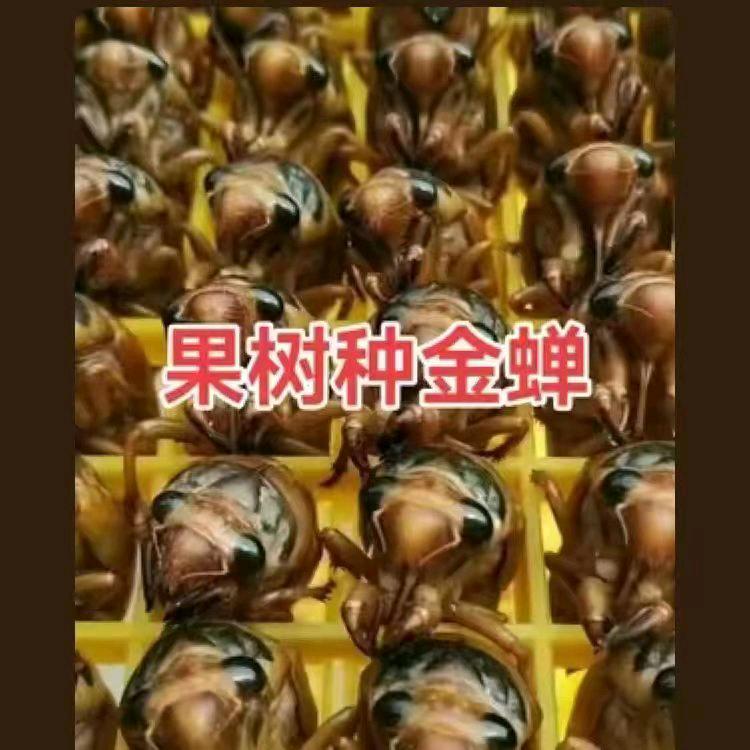 金蝉养殖合作社