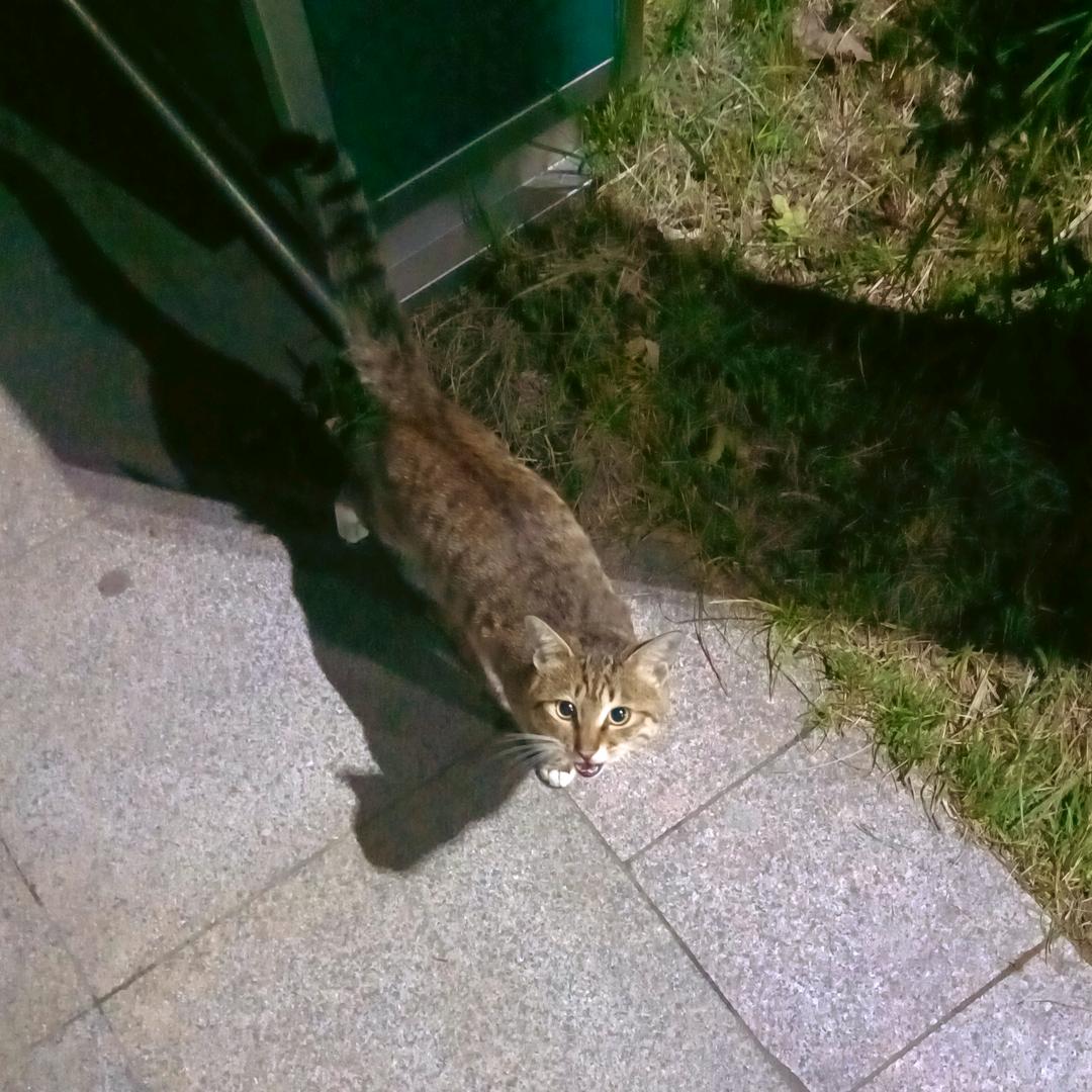 爱吃土豆的牛腩