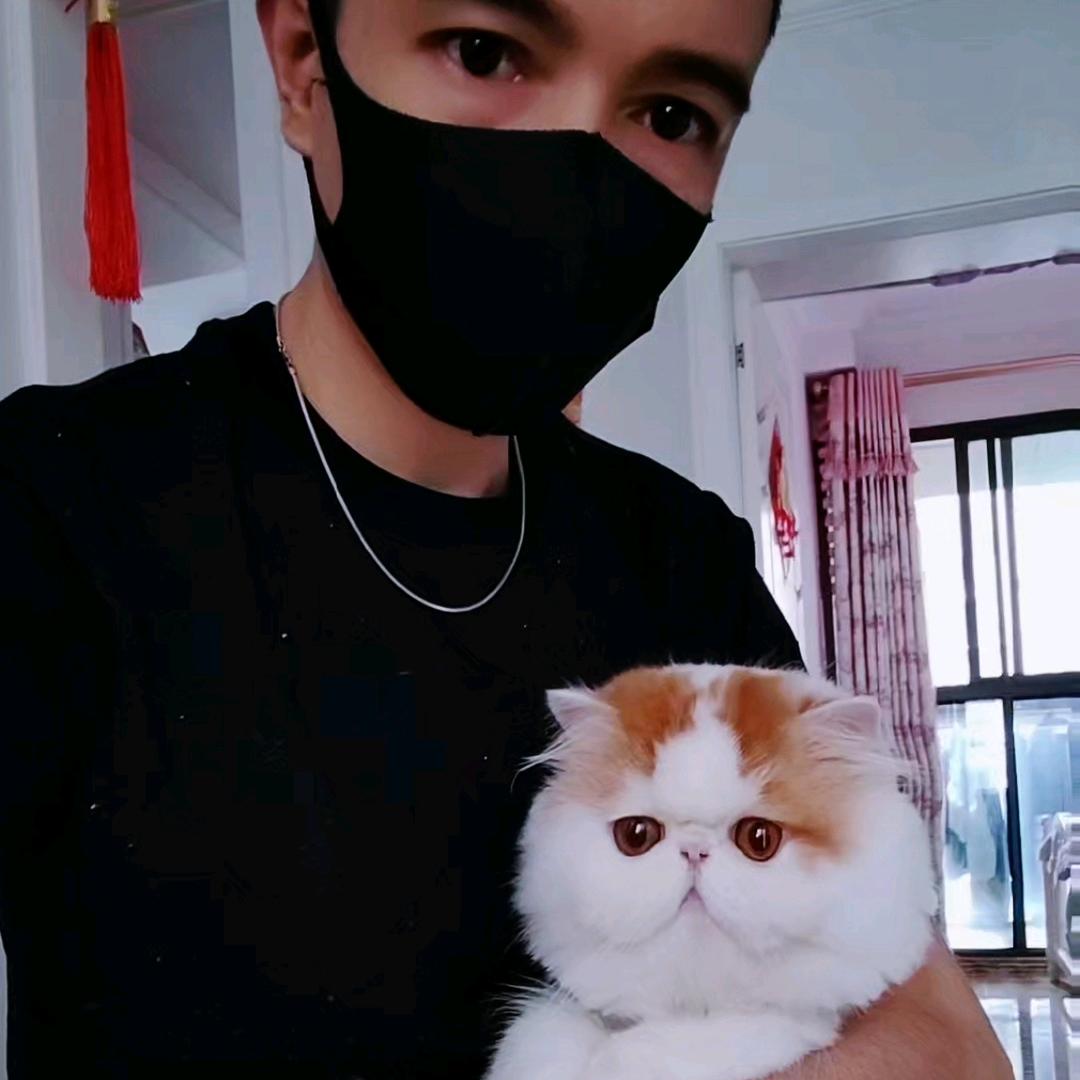 萌宠加菲猫