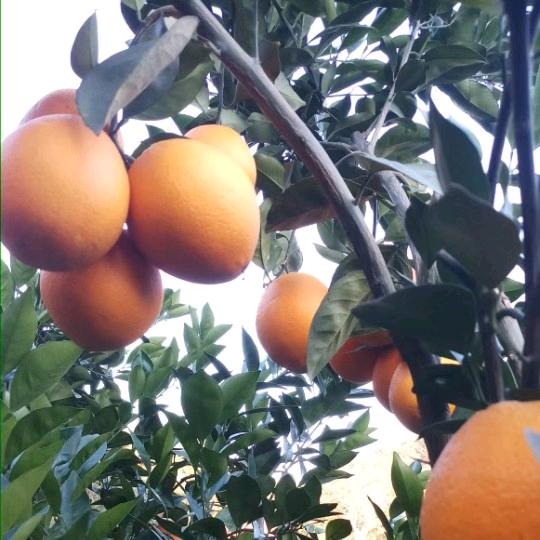 赣南脐橙种植(曾)