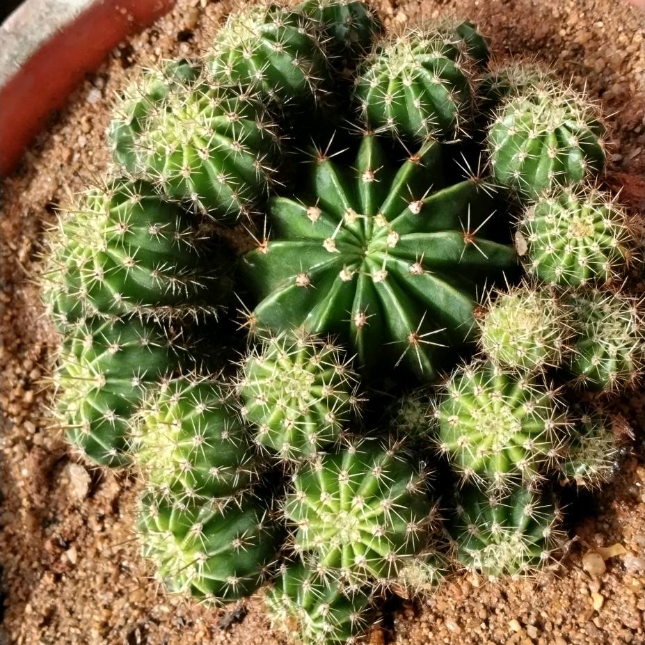 🌵🐒日久见人心🐒刘阿姨