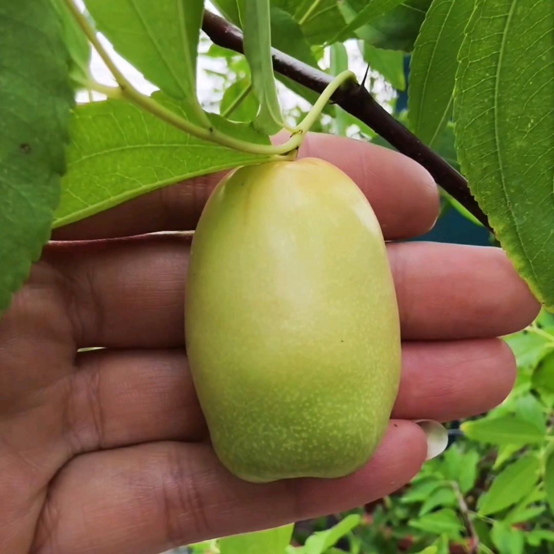 彩韵花卉园艺坊