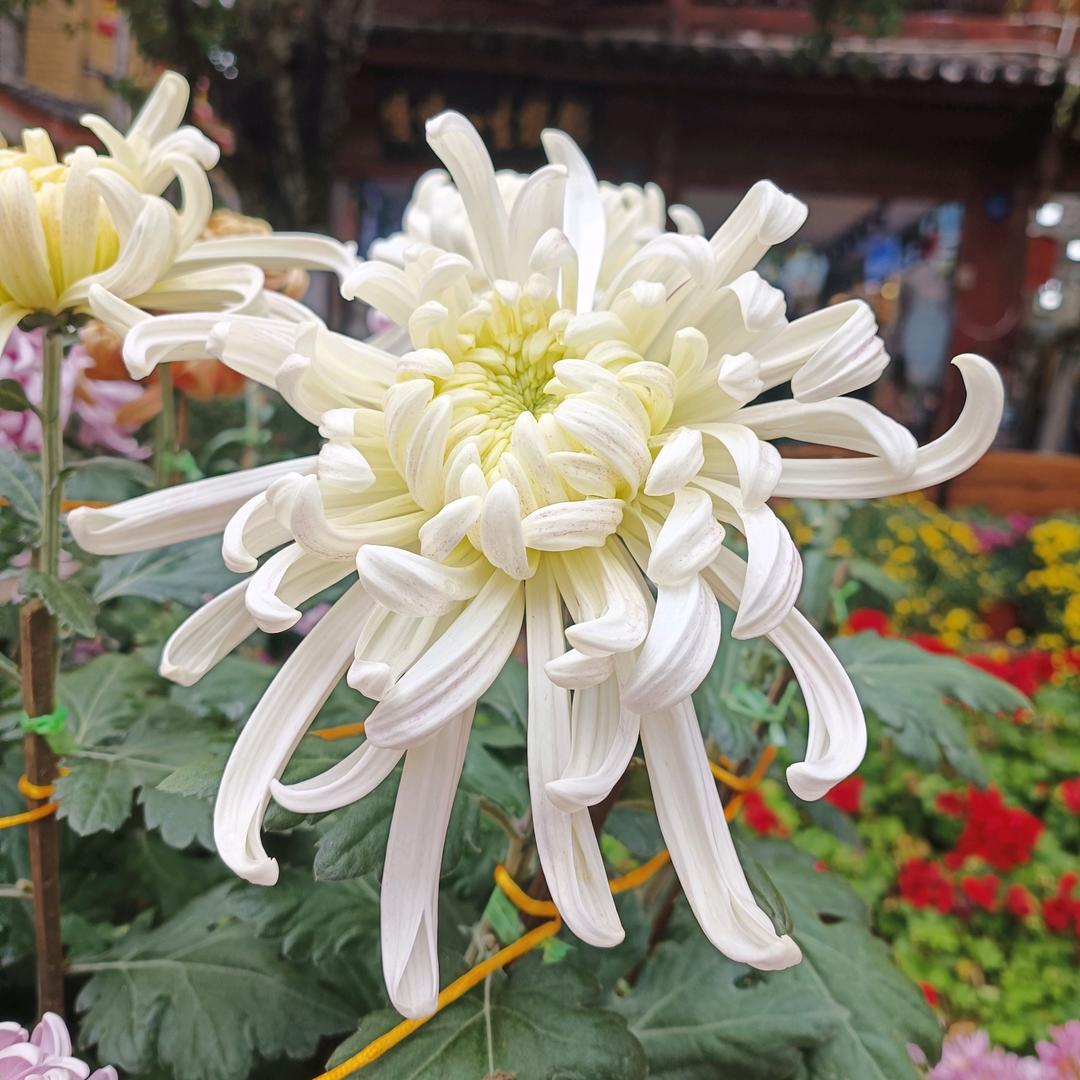 茉莉