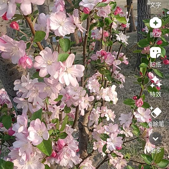 翠花
