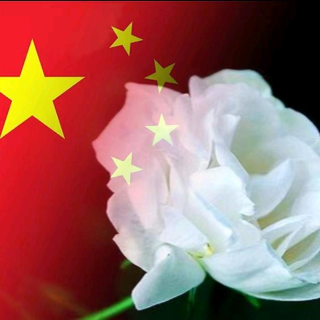 白玫瑰好作品
