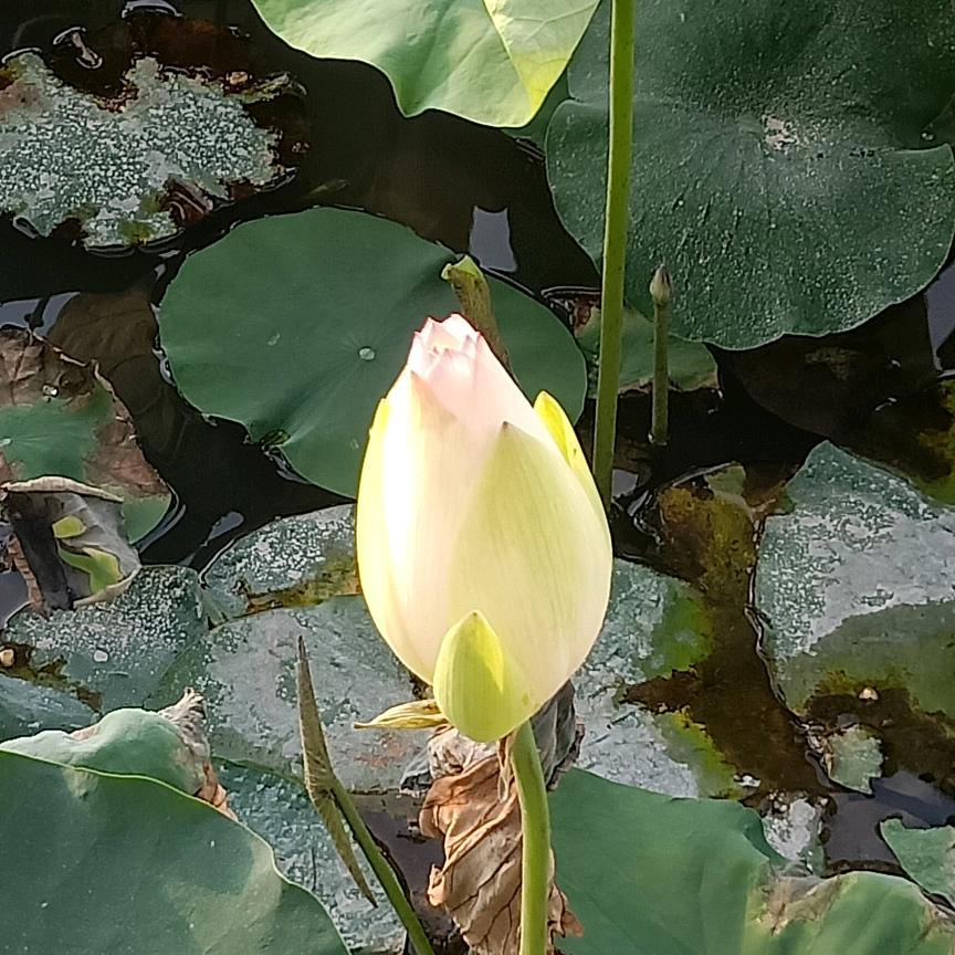 梦中自有颜如玉