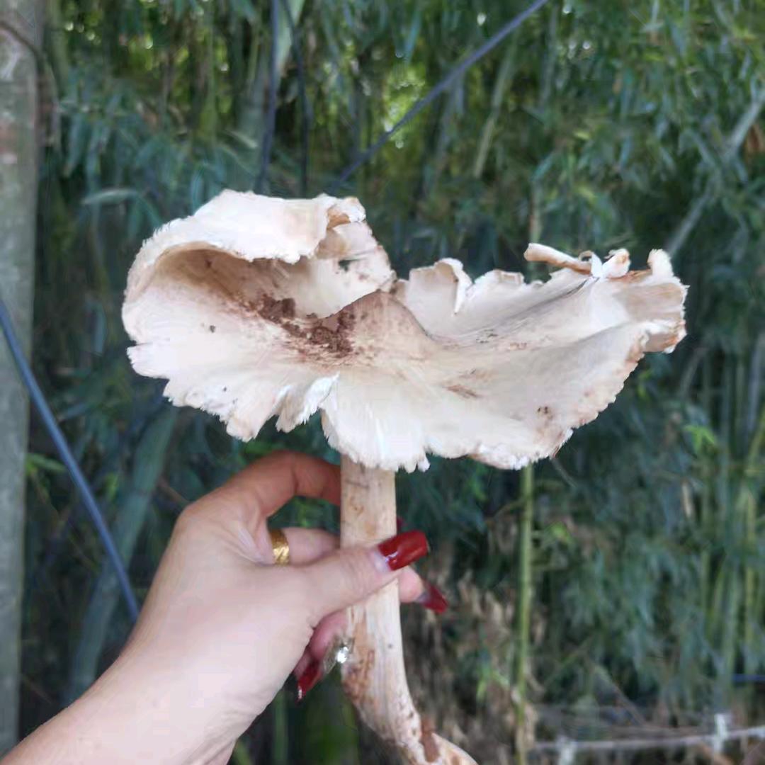 简单是福