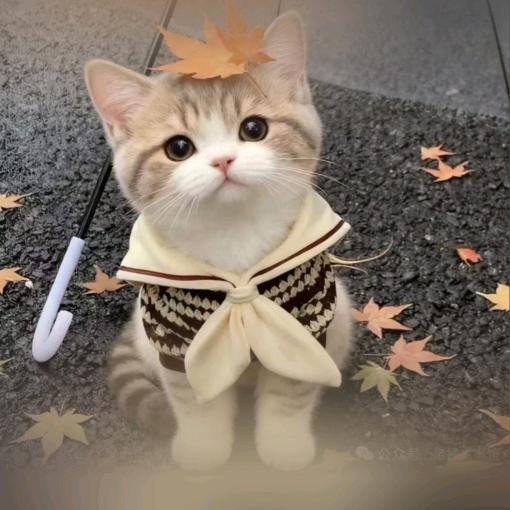 @🍒樱桃小丸子