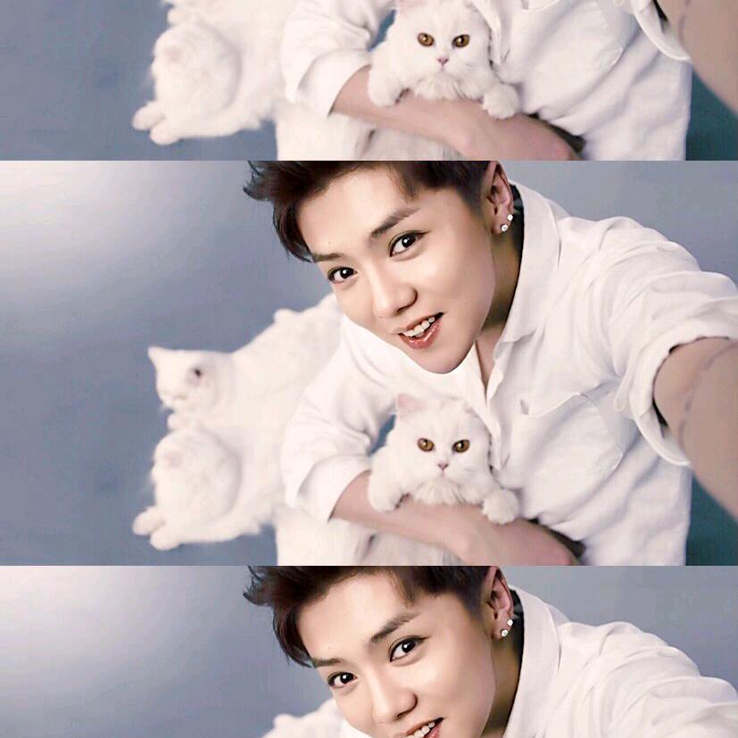 想养一只猫