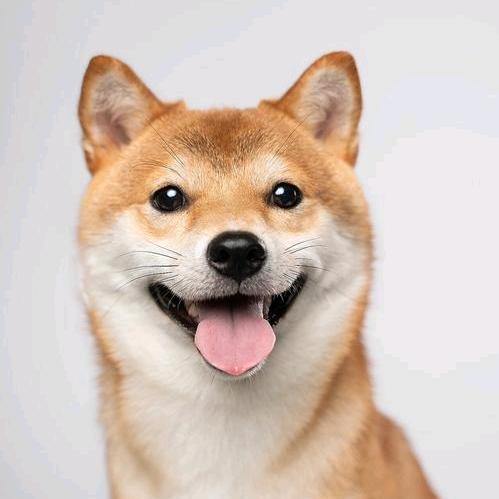 肥仔宠物推介官