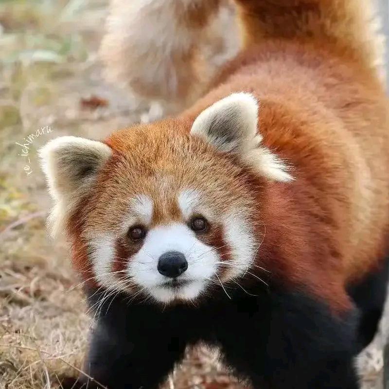 九江野生动物世界福利直播号