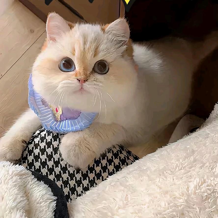 七格格(冲一W) 《私信必回》