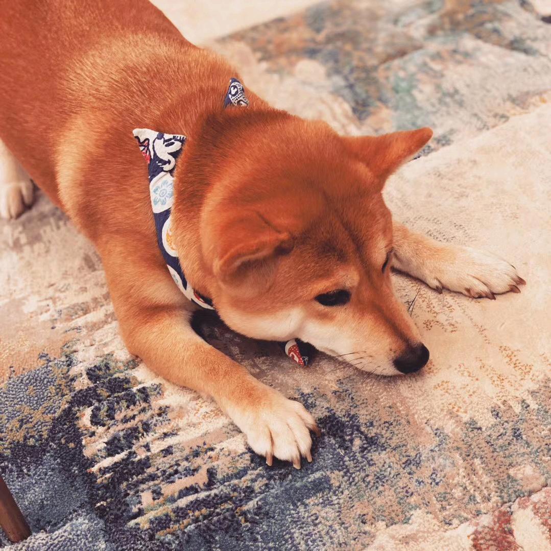 岁月静好❄️❄️🌜