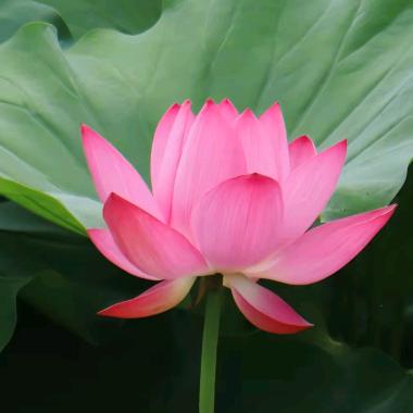 苏