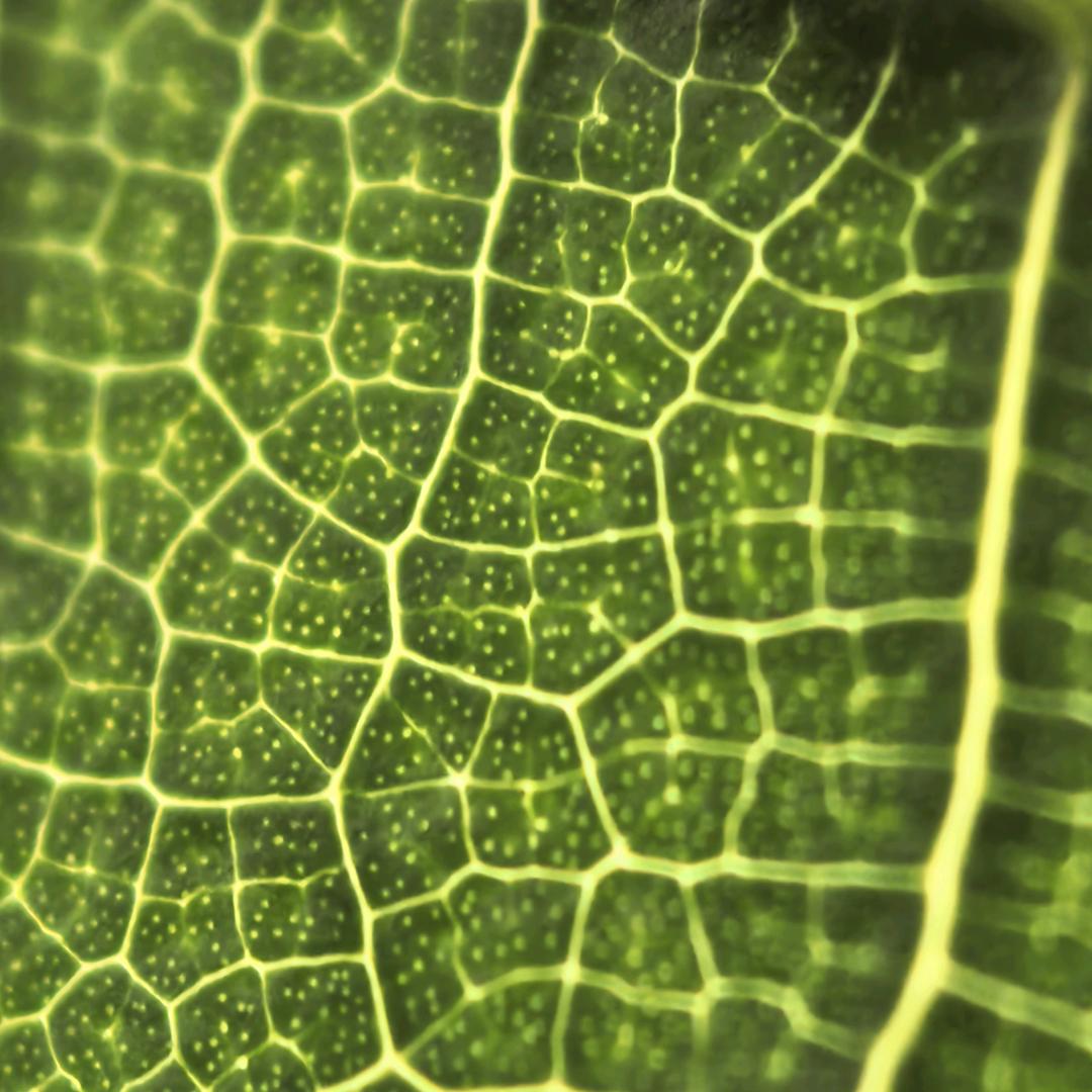 八百标兵奔北坡