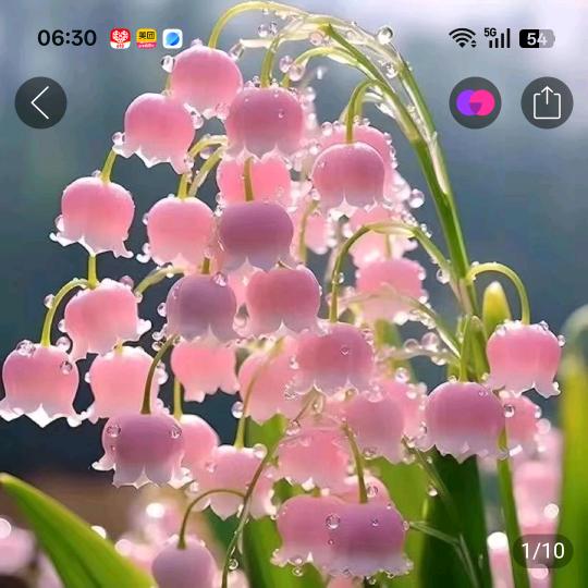 花🌸花