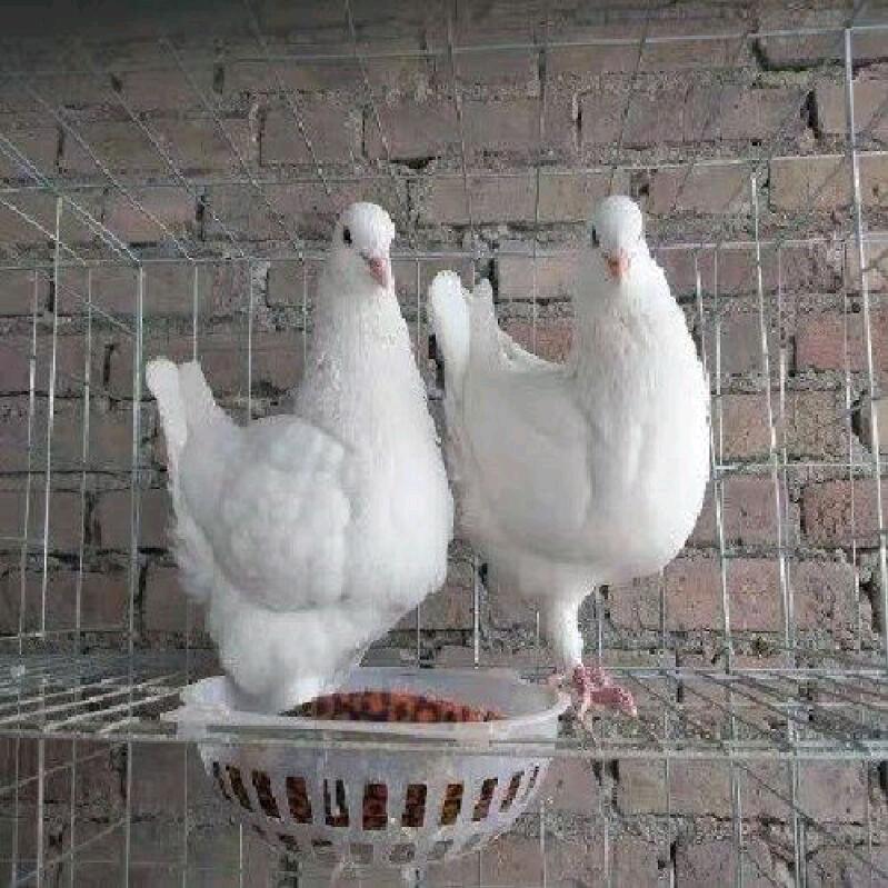 万羽鸽业走天下路交天下友