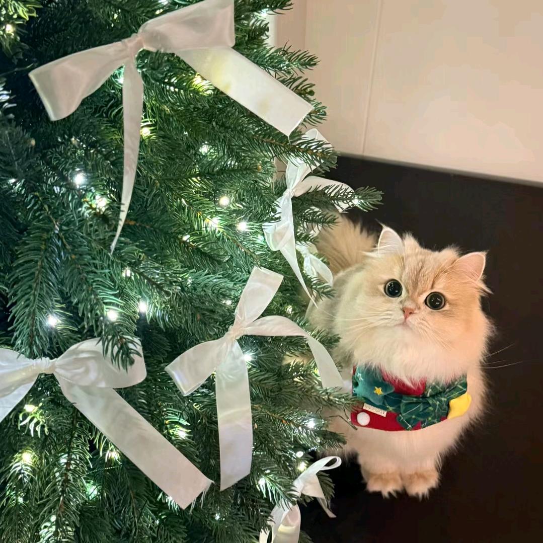 噜噜噜噜噜噜噜可