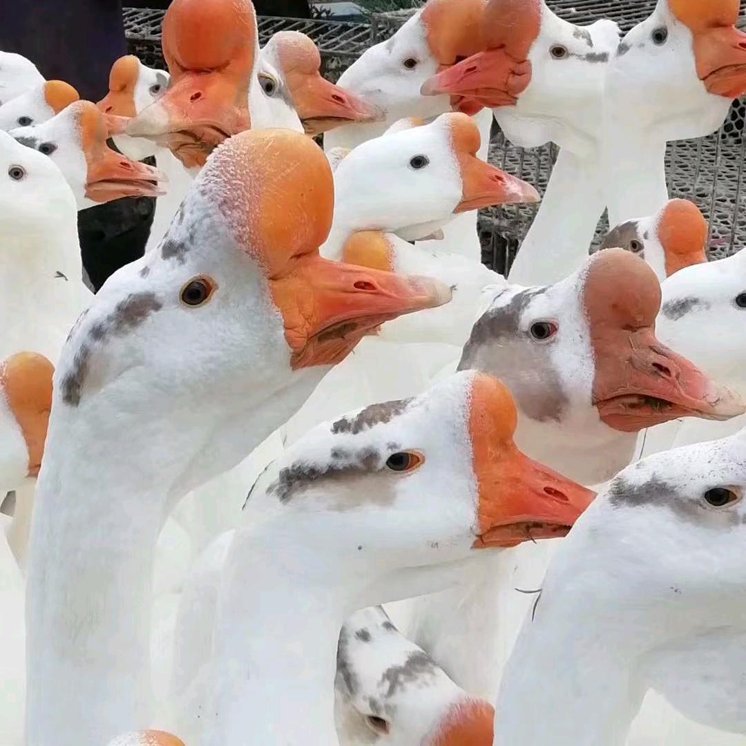 富家鹅业  养殖合作社