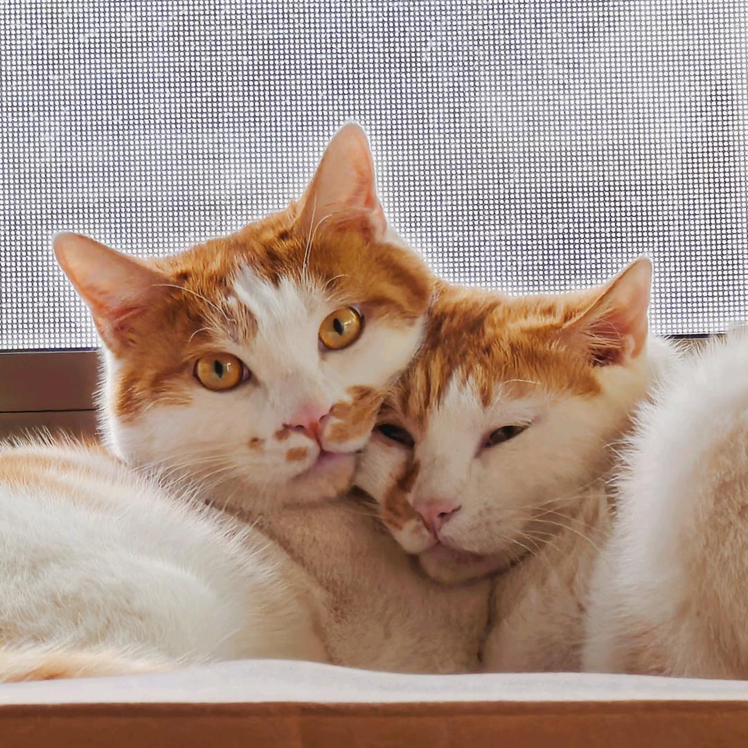肥猪小胖的故事头像