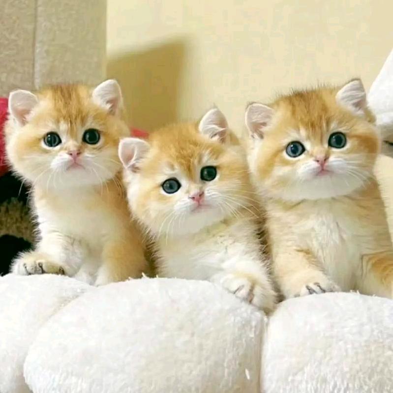 宠爱猫舍