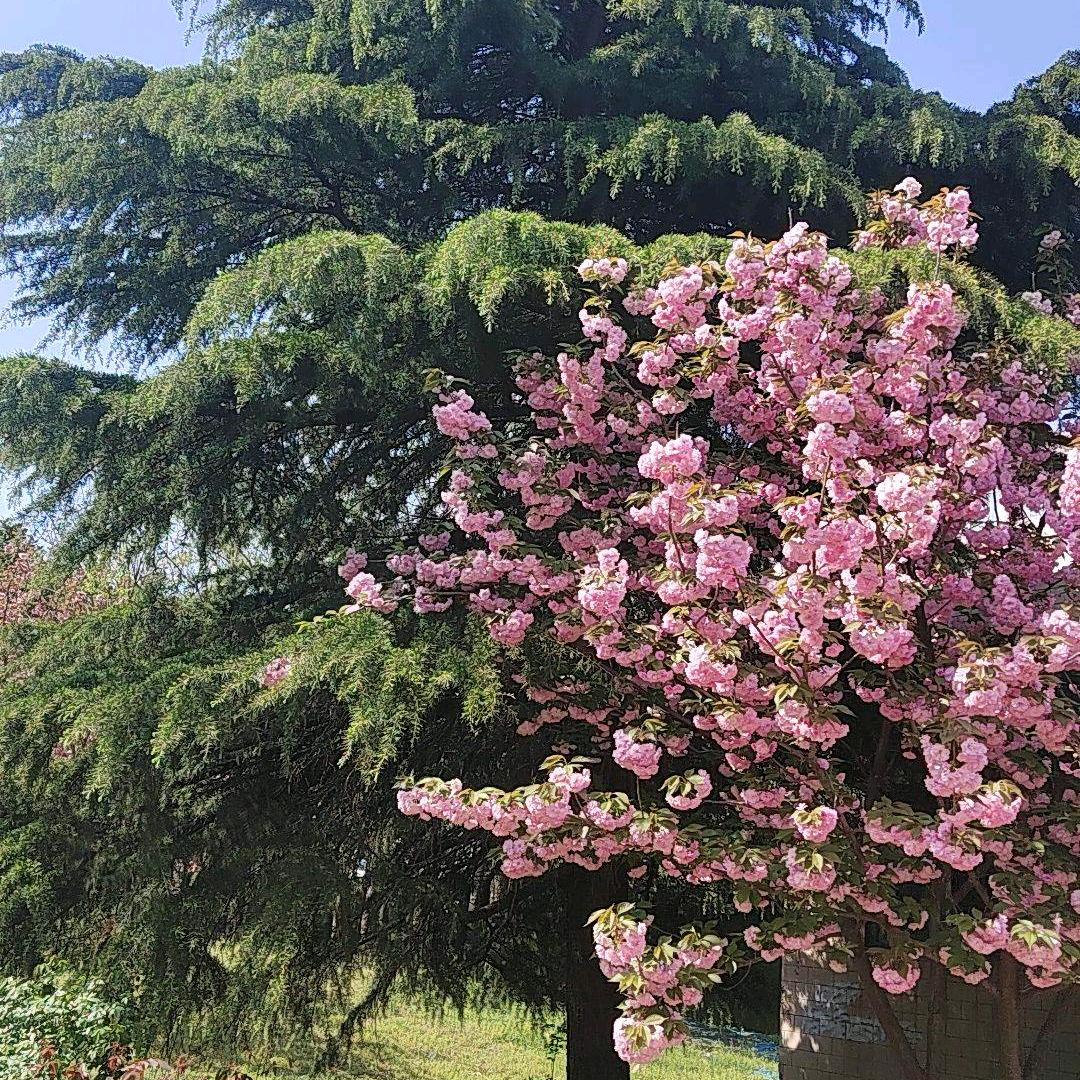 ㅤㅤ杨ㅤㅤㅤㅤㅤㅤㅤㅤㅤㅤㅤㅤㅤㅤ杨