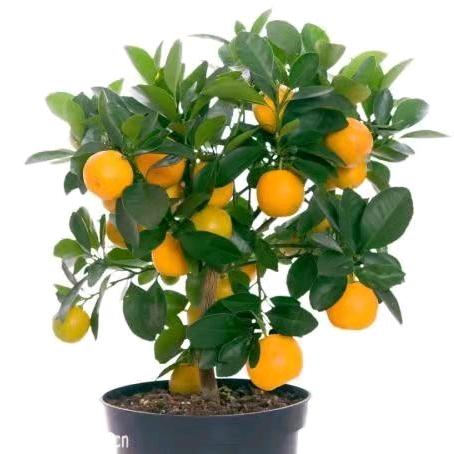 丰硕苗木合作社