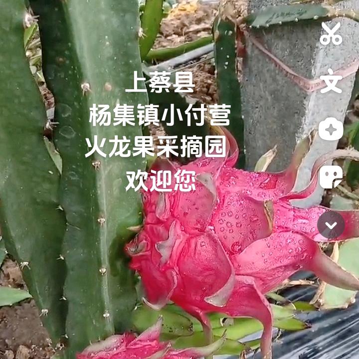 小付营火龙果采摘园