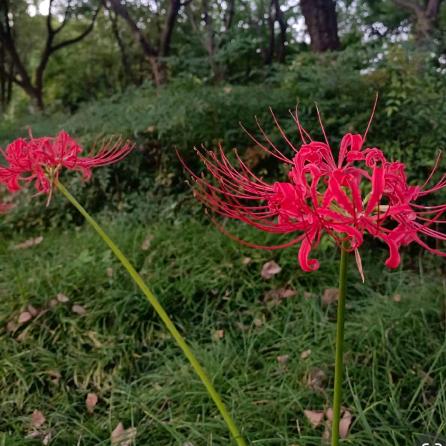 曼珠沙华彼岸花